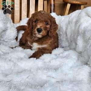 Rusty F1BB, Mini Goldendoodle Puppy
