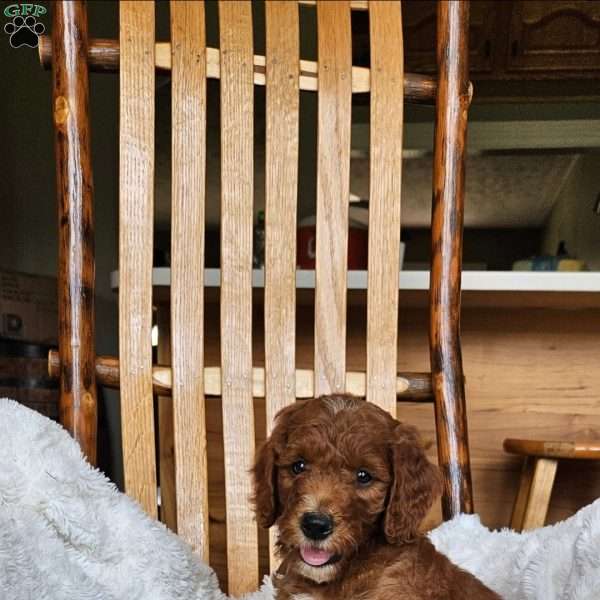 Rusty F1BB, Mini Goldendoodle Puppy