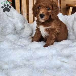 Rusty F1BB, Mini Goldendoodle Puppy