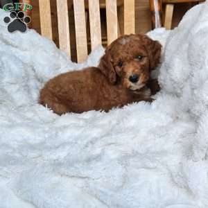 Rusty F1BB, Mini Goldendoodle Puppy
