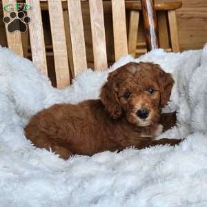 Rusty F1BB, Mini Goldendoodle Puppy