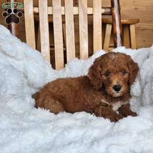 Rusty F1BB, Mini Goldendoodle Puppy