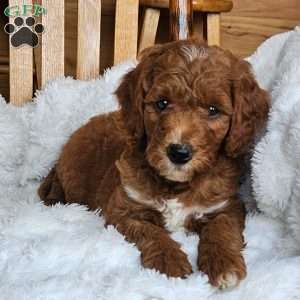 Rusty F1BB, Mini Goldendoodle Puppy