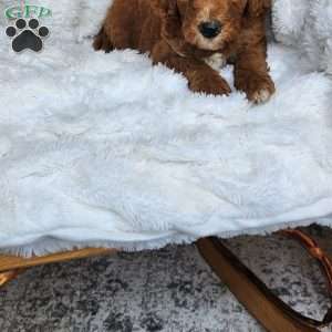 Rusty F1BB, Mini Goldendoodle Puppy