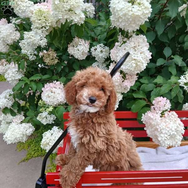 Shep, Toy Poodle Puppy