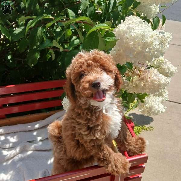 Fran, Toy Poodle Puppy