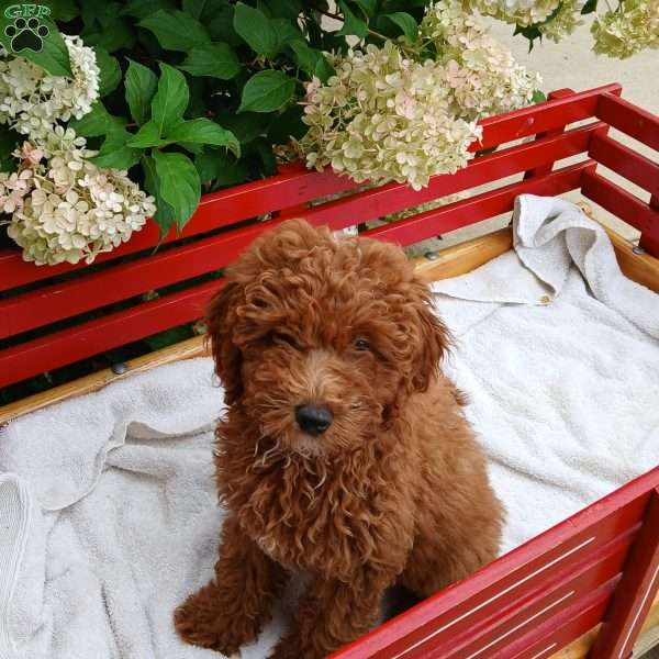 Angel, Toy Poodle Puppy