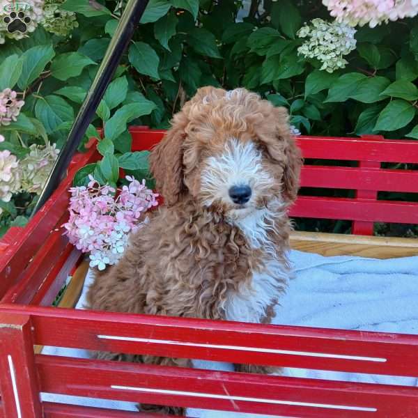 Frisky, Toy Poodle Puppy