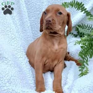 Mike, Vizsla Puppy