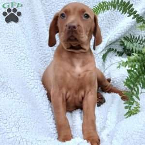 Mike, Vizsla Puppy