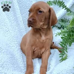 Mike, Vizsla Puppy