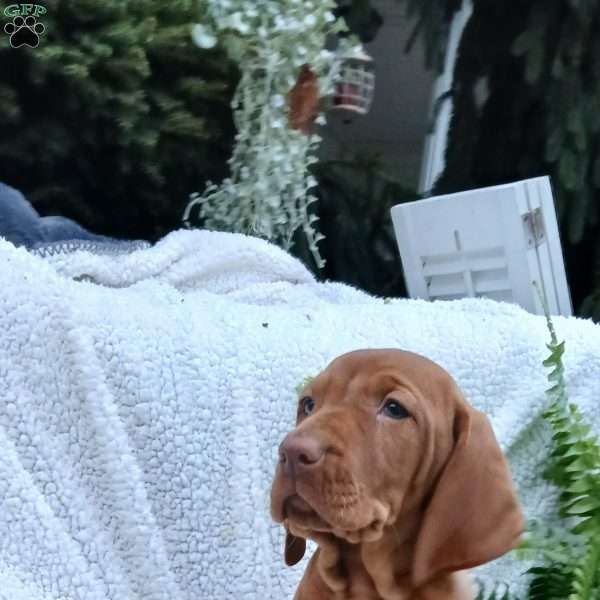 Mike, Vizsla Puppy