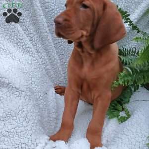 Milo, Vizsla Puppy