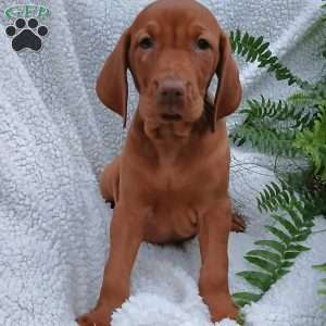 Milo, Vizsla Puppy