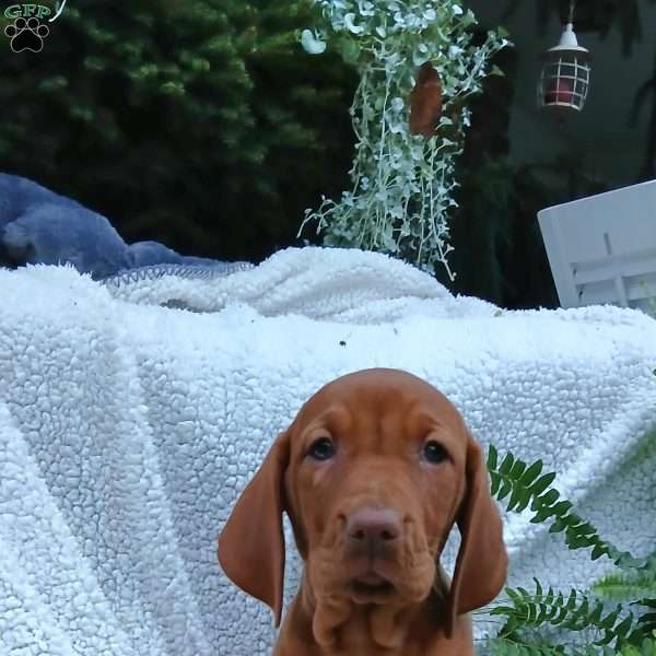 Micky, Vizsla Puppy