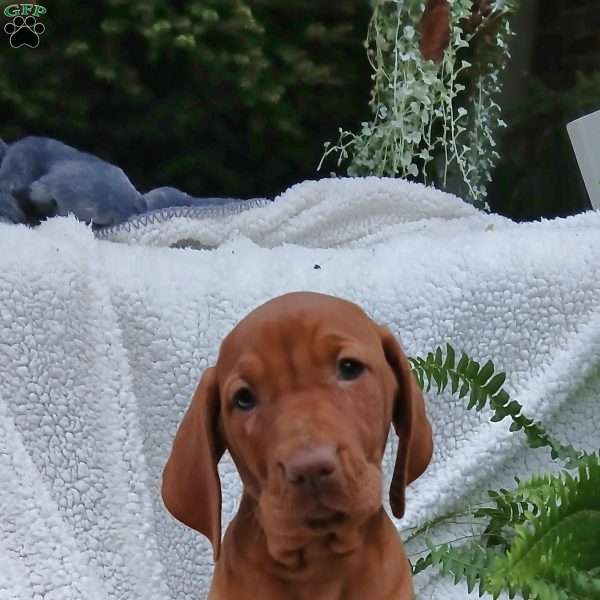 Milo, Vizsla Puppy