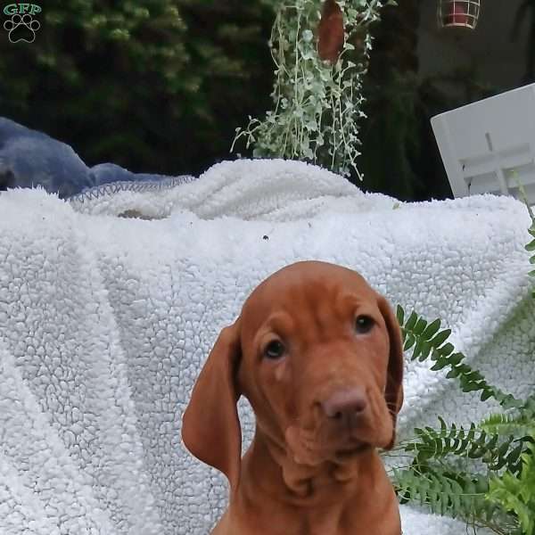 Mac, Vizsla Puppy