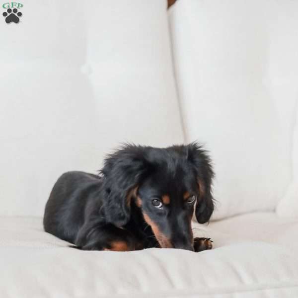 Otis – Mini, Dachshund Puppy