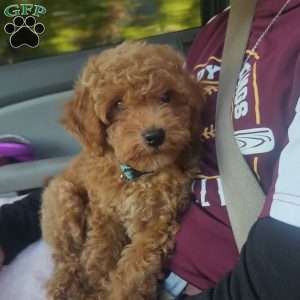 Little Bear, Miniature Poodle Puppy