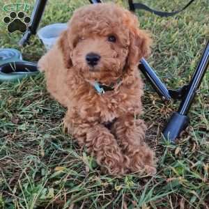 Little Bear, Miniature Poodle Puppy