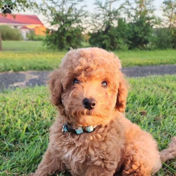 Little Bear, Miniature Poodle Puppy