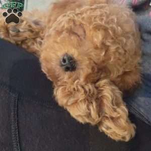 Little Bear, Miniature Poodle Puppy