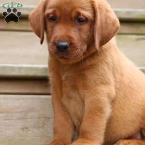 Bash, Fox Red Labrador Retriever Puppy