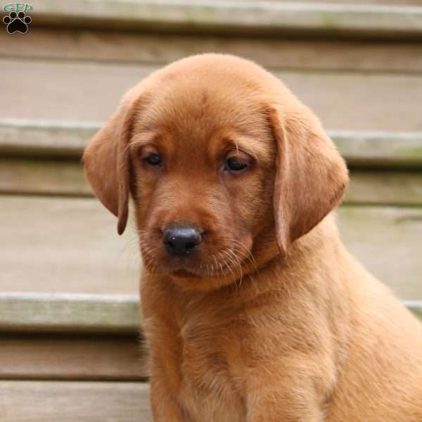 Bash, Fox Red Labrador Retriever Puppy