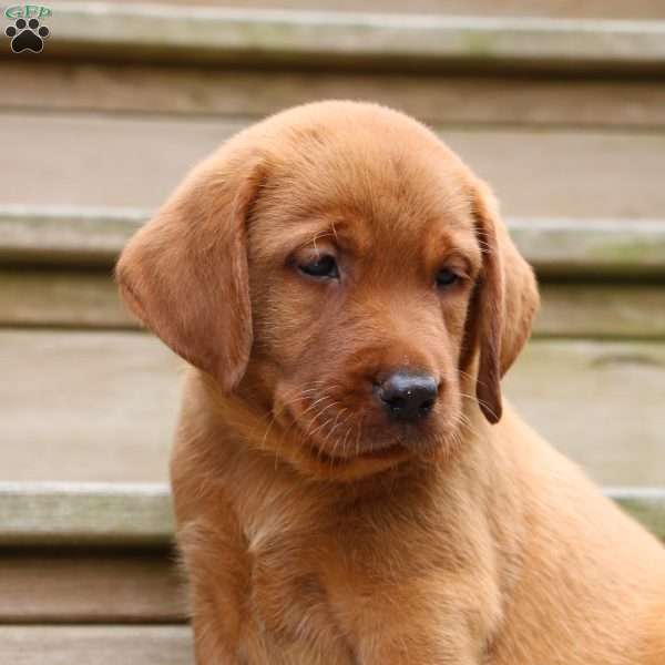 Bash, Fox Red Labrador Retriever Puppy