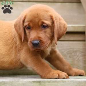 Bash, Fox Red Labrador Retriever Puppy