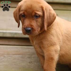 Bash, Fox Red Labrador Retriever Puppy
