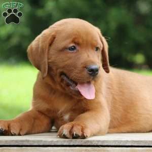 Buck, Fox Red Labrador Retriever Puppy