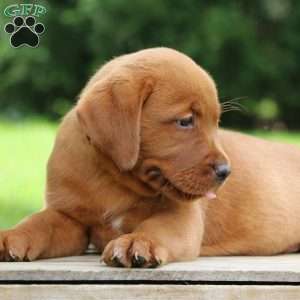 Buck, Fox Red Labrador Retriever Puppy