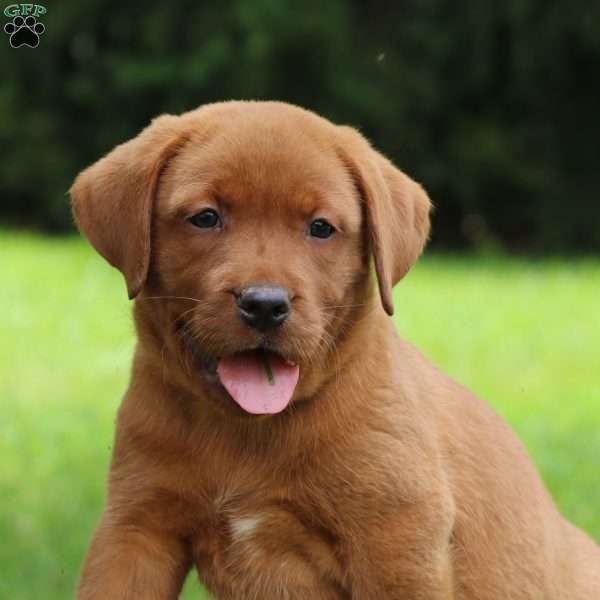 Buck, Fox Red Labrador Retriever Puppy