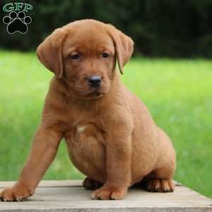 Buck, Fox Red Labrador Retriever Puppy