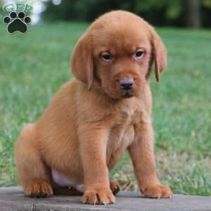 Flynn, Fox Red Labrador Retriever Puppy