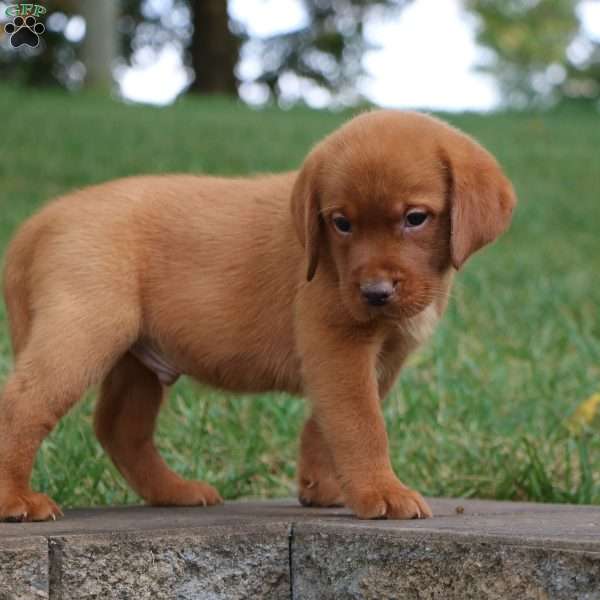 Flynn, Fox Red Labrador Retriever Puppy