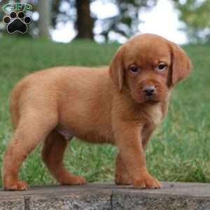 Flynn, Fox Red Labrador Retriever Puppy