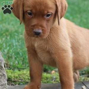 Flynn, Fox Red Labrador Retriever Puppy