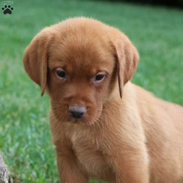 Flynn, Fox Red Labrador Retriever Puppy