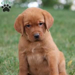 Fritz, Fox Red Labrador Retriever Puppy