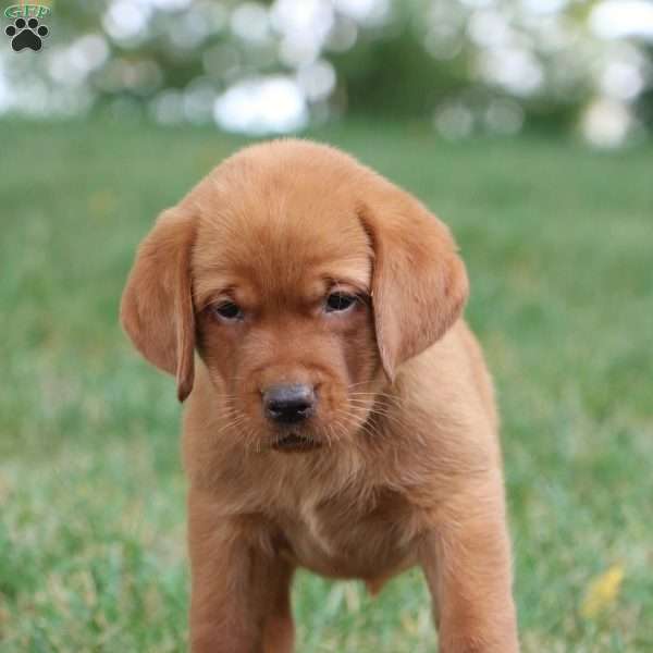 Fritz, Fox Red Labrador Retriever Puppy