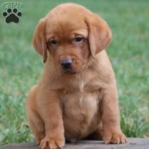 Fritz, Fox Red Labrador Retriever Puppy