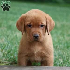 Fritz, Fox Red Labrador Retriever Puppy
