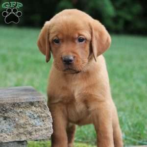 Fritz, Fox Red Labrador Retriever Puppy