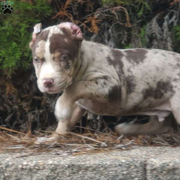 CHOCOLATE CHIP, Cane Corso Puppy