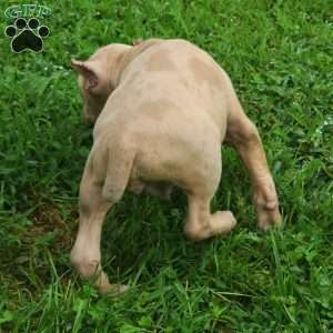 MR . BLUE EYE CREME SPOTS, Cane Corso Puppy