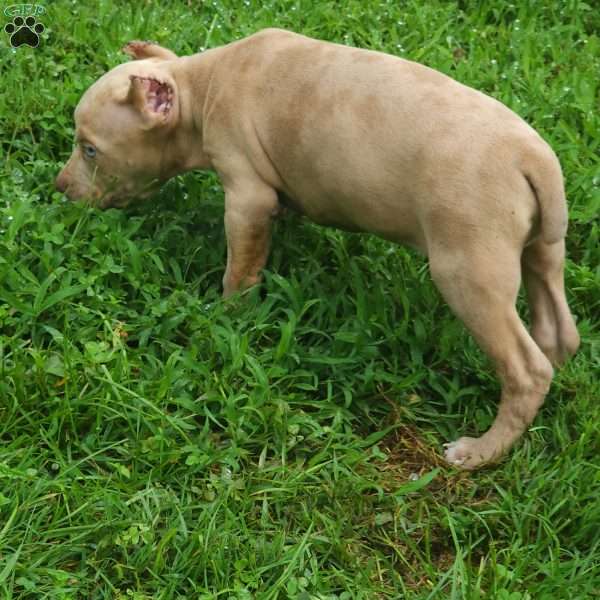 MR . BLUE EYE CREME SPOTS, Cane Corso Puppy