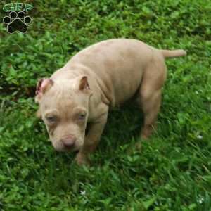 MR . BLUE EYE CREME SPOTS, Cane Corso Puppy