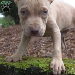 MR . BLUE EYE CREME SPOTS, Cane Corso Puppy